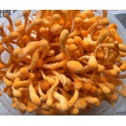 武漢藏域冬蟲草種植技術(shù)-中國(guó)貿(mào)易網(wǎng)-會(huì)員網(wǎng)站